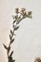 Botanique - Planche Herbier XIXe - Plantes séchées - Corymbifères 53