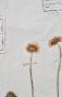 Botanique - Planche Herbier XIXe - Plantes séchées - Corymbifères 54