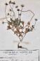 Botanique - Planche Herbier XIXe - Plantes séchées - Corymbifères 54