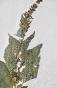 Botanique - Planche Herbier XIXe - Plantes séchées - Primulacées 2
