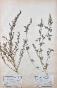 Botanique - Planche Herbier XIXe - Plantes séchées - Primulacées 3