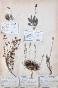 Botanique - Planche Herbier XIXe - Plantes séchées - Primulacées 5