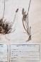 Botanique - Planche Herbier XIXe - Plantes séchées - Primulacées 5