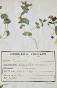 Botanique - Planche Herbier XIXe - Plantes séchées - Primulacées 6