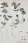 Botanique - Planche Herbier XIXe - Plantes séchées - Primulacées 6