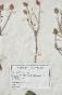 Botanique - Planche Herbier XIXe - Plantes séchées - Primulacées 10