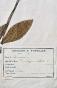 Botanique - Planche Herbier XIXe - Plantes séchées - Primulacées 11