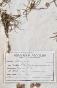 Botanique - Planche Herbier XIXe - Plantes séchées - Primulacées 12