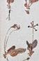 Botanique - Planche Herbier XIXe - Plantes séchées - Primulacées 18
