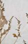 Botanique - Planche Herbier XIXe - Plantes séchées - Primulacées 20