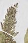 Botanique - Planche Herbier XIXe - Plantes séchées - Primulacées 22