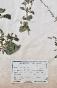 Botanique - Planche Herbier XIXe - Plantes séchées - Primulacées 23