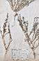 Botanique - Planche Herbier XIXe - Plantes séchées - Primulacées 28