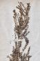 Botanique - Planche Herbier XIXe - Plantes séchées - Primulacées 29
