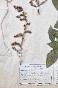 Botanique - Planche Herbier XIXe - Plantes séchées - Primulacées 30