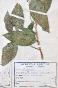 Botanique - Planche Herbier XIXe - Plantes séchées - Primulacées 30