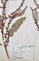 Botanique - Planche Herbier XIXe - Plantes séchées - Primulacées 33