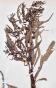 Botanique - Planche Herbier XIXe - Plantes séchées - Primulacées 38