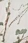 Botanique - Planche Herbier XIXe - Plantes séchées - Primulacées 40