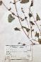 Botanique - Planche Herbier XIXe - Plantes séchées - Primulacées 42
