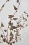 Botanique - Planche Herbier XIXe - Plantes séchées - Primulacées 42