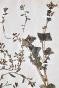 Botanique - Planche Herbier XIXe - Plantes séchées - Primulacées 44
