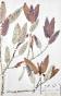 Botanique - Planche Herbier XIXe - Plantes séchées - Primulacées 46