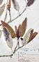 Botanique - Planche Herbier XIXe - Plantes séchées - Primulacées 46