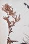 Botanique - Planche Herbier XIXe - Plantes séchées - Primulacées 47