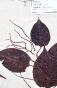 Botanique - Planche Herbier XIXe - Plantes séchées - Primulacées 47