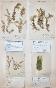 Botanique - Planche Herbier XIXe - Plantes séchées - Mousse 9