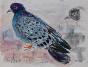 Edouard RIGHETTI - Peinture originale - Gouache - Pigeon