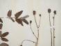 Botanique - Planche Herbier XIXe - Plantes séchées - Rosacées 26