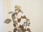Botanique - Planche Herbier XIXe - Plantes séchées -Rosacées 17