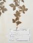 Botanique - Planche Herbier XIXe - Plantes séchées - Rosacées 16