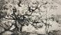 Alexandre Genaille - Estampe originale - Pointe sèche - Le vieux chêne