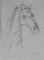 Janie Michels - Dessin original - Crayon - Tete de cheval