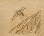 Auguste ROUBILLE - Dessin original - Crayon - Insecte volant