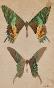 Auguste ROUBILLE - Peinture originale - Aquarelle - Papillons