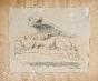 Auguste ROUBILLE - Dessin original - Crayon - Sphinx