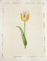 LA ROCHE LAFFITTE - Peinture originale - Aquarelle - Tulipe 3