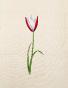 LA ROCHE LAFFITTE - Peinture originale - Aquarelle - Tulipe 8