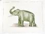 LA ROCHE LAFFITTE - Peinture originale - Aquarelle -  Elephant vert 2