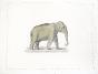 LA ROCHE LAFFITTE - Peinture originale - Aquarelle -  Elephant 3