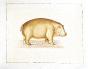 LA ROCHE LAFFITTE - Peinture originale - Aquarelle - Hippopotame