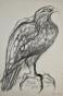 Isa PIZZONI - Estampe originale - Lithographie  - L'aigle